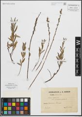 Foto von Salix repens subsp. rosmarinifolia (L.) Andersson